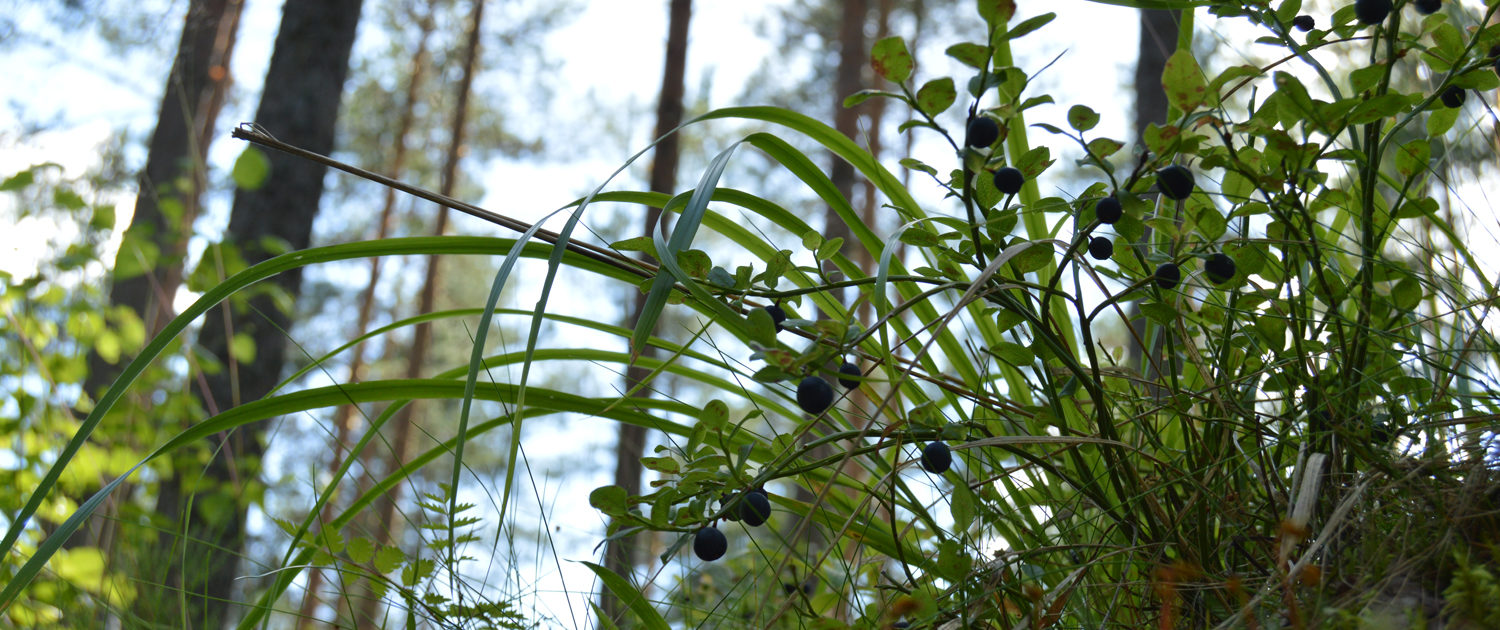 Metsän herkkuja